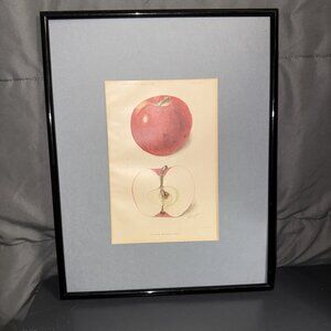 Stayman Winesap Apple 1902 Antique USDA Fruit Lithograph Print Framed Botanical